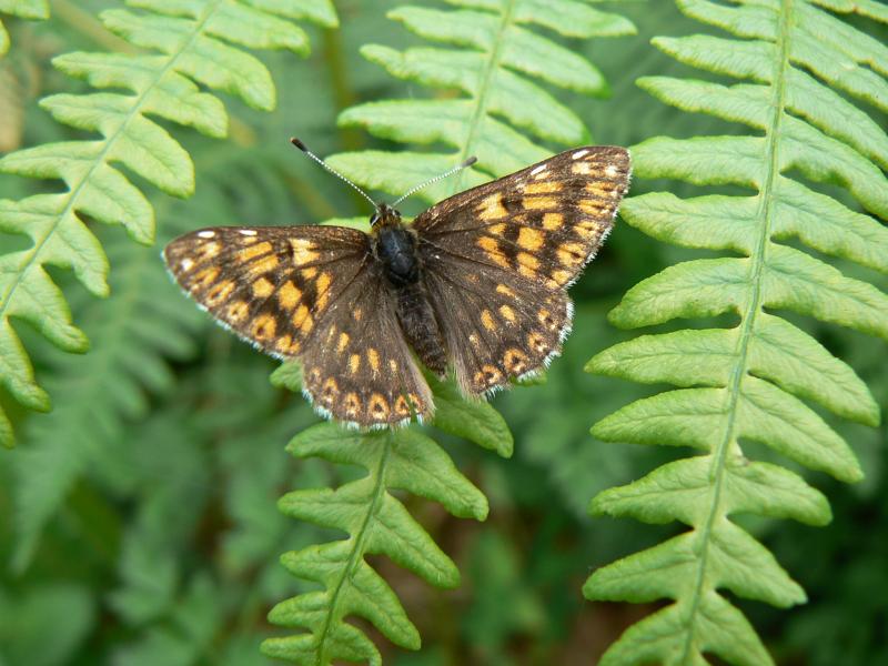 17 Duke of Burgundy.JPG